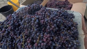 Собираем виноград для домашнего вина (часть 1)