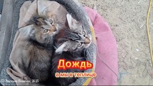 Дождь, а мы в теплице