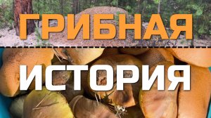 ГРИБНАЯ ИСТОРИЯ. Грибы поздней осени, под закрытие сезона 2025 года. СОСНОВЫЕ БОРЫ ВО ВСЕЙ КРАСЕ!!!