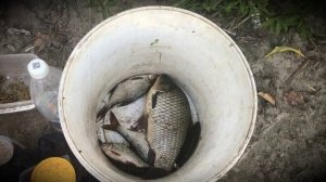 Мои пойманные рыбки.2025.