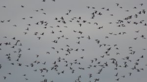 Заказник «Светлинский» провожает птиц в теплые края!