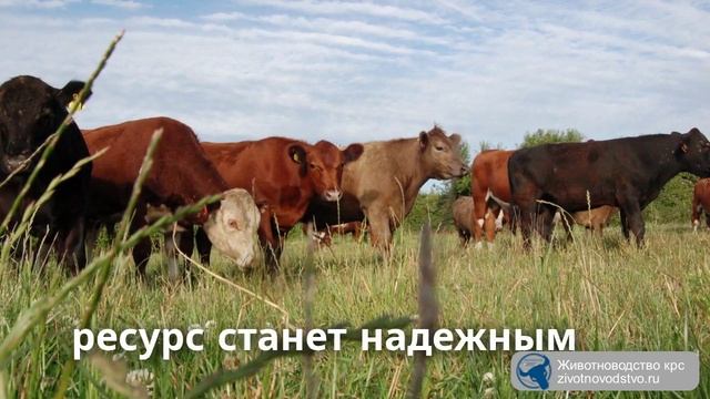промо ролик животноводство крс