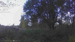 Что сняла фотоловушка / С Эльфом в деревне