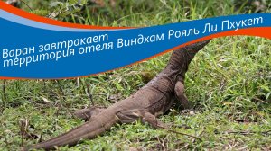 Завтрак варана в отеле Wyndham Royal Lee Phuket