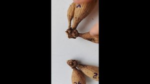 Георгины. Деление #shorts #dahlias #георгины