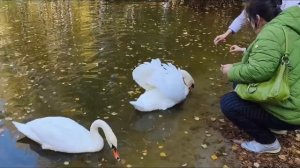 Сказка в Солотче.