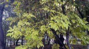Оренбург Раннее утро ул Ленинградская Туркестанская двор на Чкалова Видео Виктор Поживин