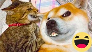 Эти милашки поднимут Вам настроение| Самые милые животные |Подборка видео | Котики | Собачки