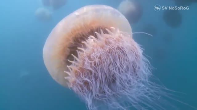 Как действует на человека яд Гигантской медузы Номура (Nomura's jellyfish) — Nemopilema nomurai ?