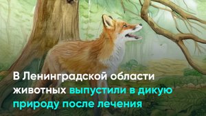В Ленинградской области животных выпустили в дикую природу после лечения
