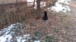 Гуляем с котиком.