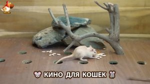 Видео для кошек про крысок развлекать питомцев 🐭🐀😂 (346)