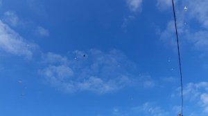 16.10.25 г. Андижанские голуби (3)