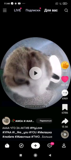 99 ночей с сестрой