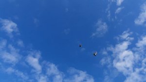16.10.25 г. Андижанские голуби (1)