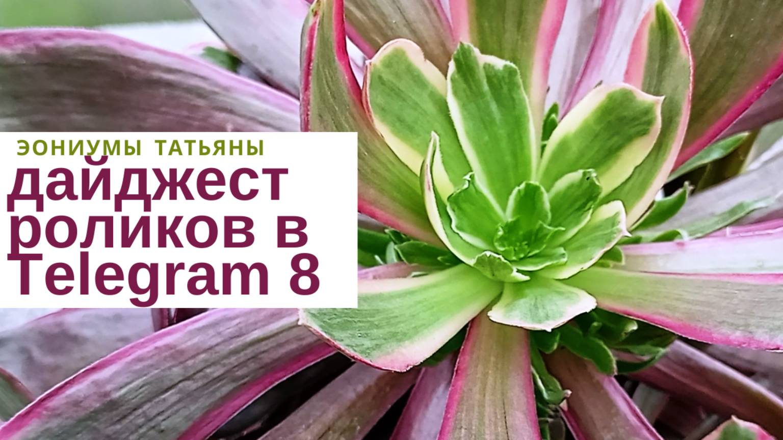 196. Дайджест роликов в Телеграм - 8