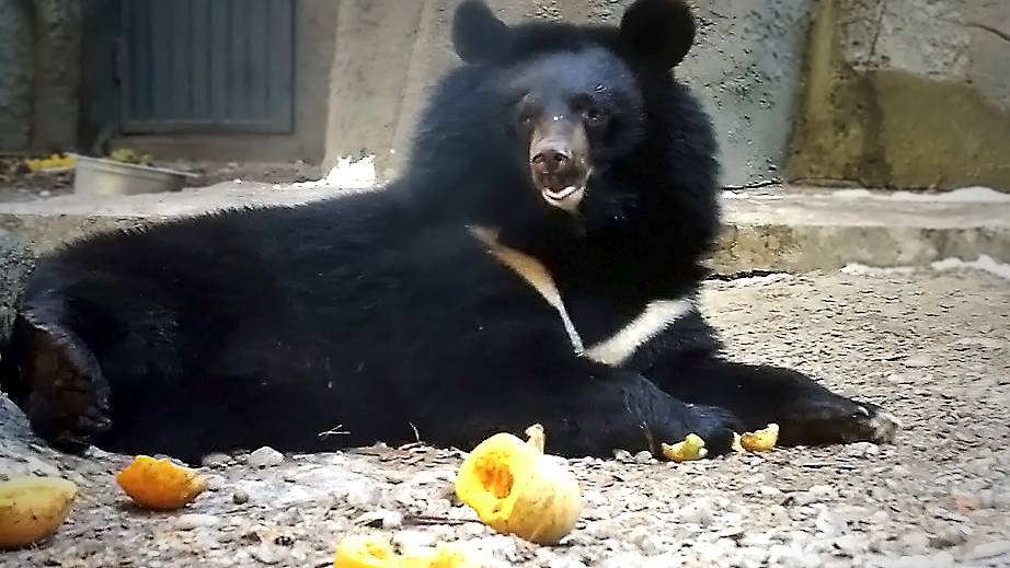 Бурая медведица Валя гуляет, а Фима с Дусей уплетают тыквы, но скоро все на зиму лягут спать.