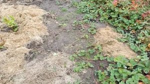 Октябрьские садово-огородные дела.