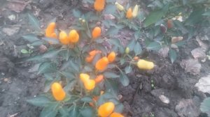 VID_20251014_160659