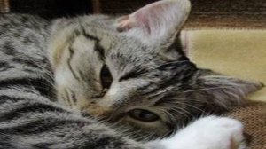 Магия кошек: релаксация , умиротворение и позитив