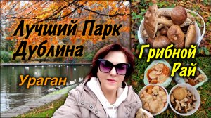 Ирландия🇮🇪Первый Ураган/Грибы в Октябре/Лучший Парк Дублина/Ирландия Готовится к Зиме