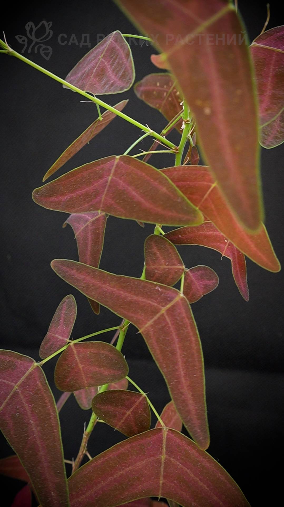 Кристия "Красное крыло бабочки" Christia vespertilionis Red Butterfly Wing #кристия #цветы #растения