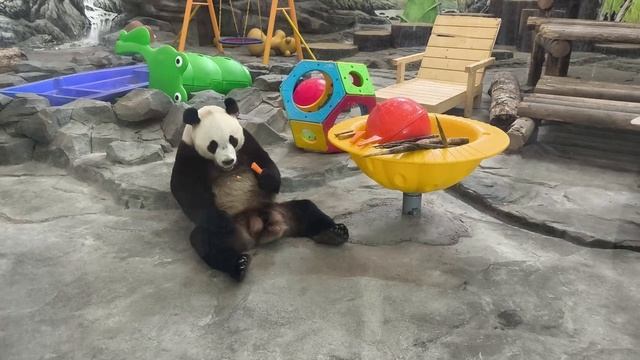 Панды и другие звери 2