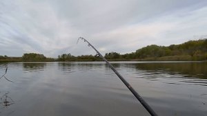 Огромный окунь