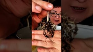 Пересаживаю красавицу Аллоказию))) Вот это название-не выговоришь/