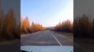 Лось как Нео из «Матрицы» 🫨