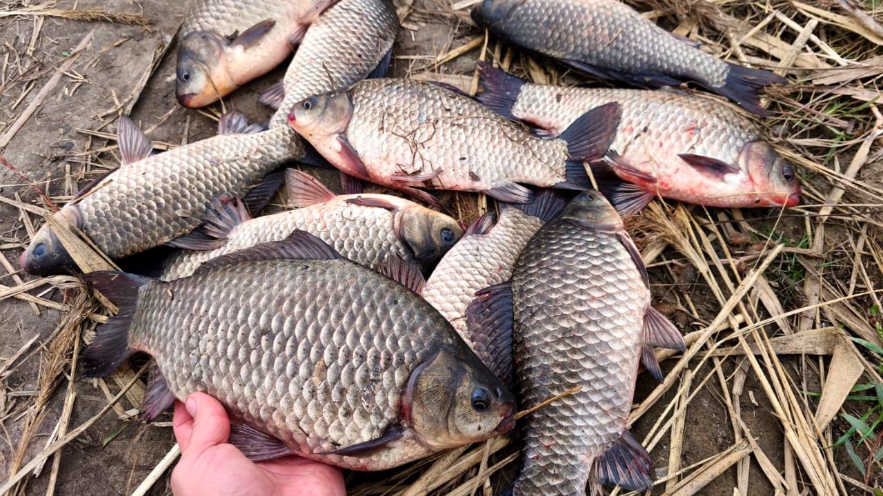 КРУПНЫЙ ОСЕННИЙ КАРАСЬ НА ДОНКУ. Шикарное закрытие сезона рыбалки смотреть онлайн