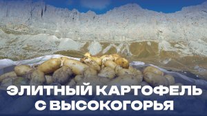 Элитный картофель с высокогорья