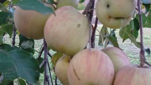 Утро  огород