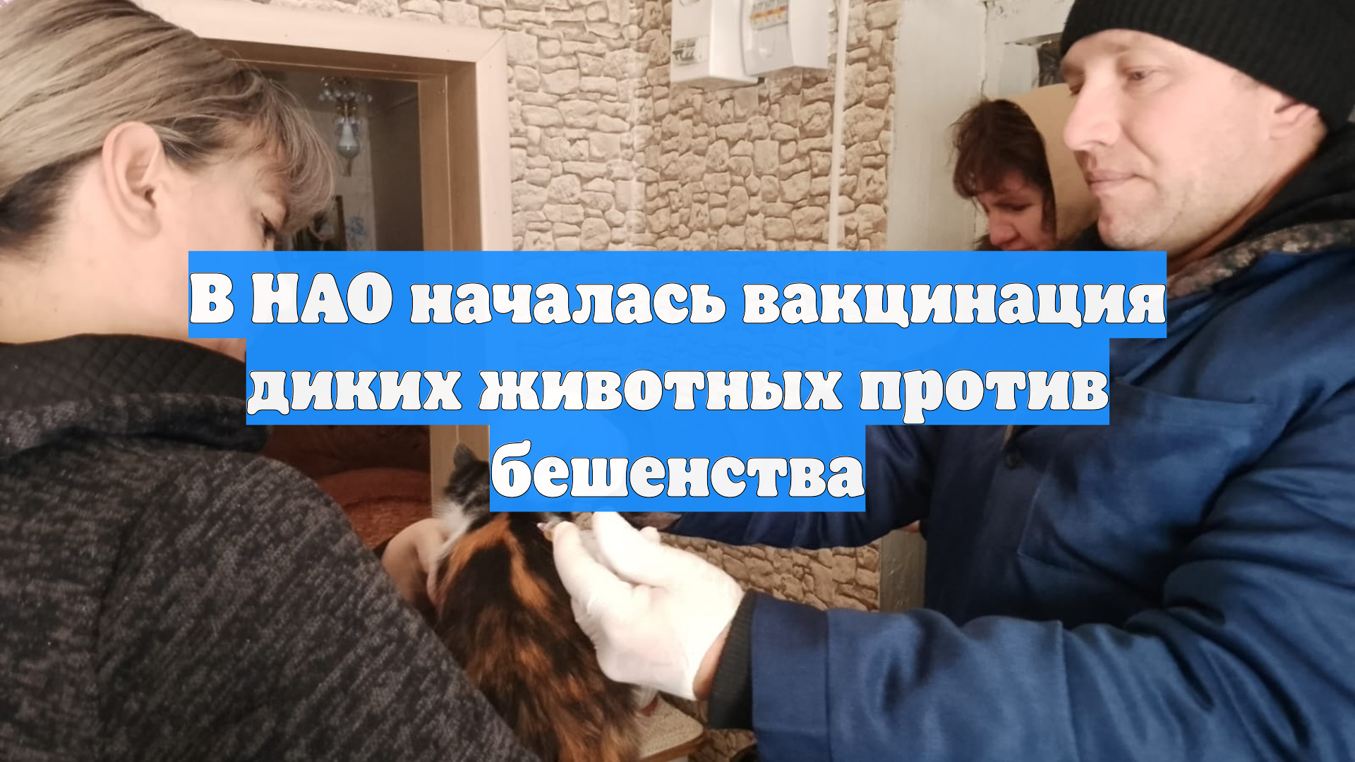 В НАО началась вакцинация диких животных против бешенства смотреть онлайн