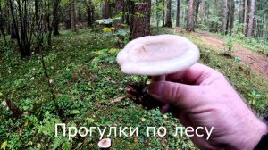 Прогулки по лесу. Нашел еще две разновидности грибов.