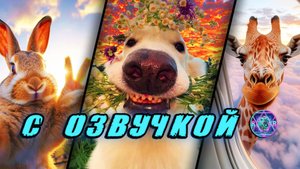 Приколы с котами! - С ОЗВУЧКОЙ! СМЕШНЫЕ КОТЫ! Самые смешные животные! Попробуй не засмеяться! 2025