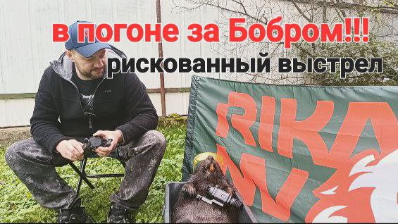 Охота на бобра  рискованный выстрел!!!