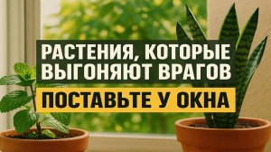 Растения, которые выгоняют врагов из дома: поставьте у окна и зло уйдёт навсегда