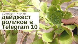 №204 Дайджест роликов в Телеграм - 10