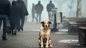 Брошенные кошки и собаки живут в ожидании любящих хозяев