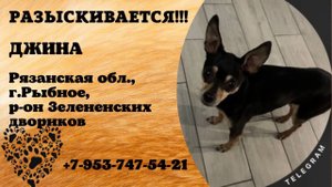 Пропала собака! ДЖИНА. Рязанская обл., г.Рыбное.