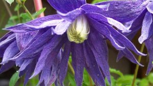 Обзор теплицы с клематисами 06.04.25