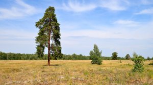 На складном велосипеде по деревне, лесу, Южный Урал, июль 2025_1