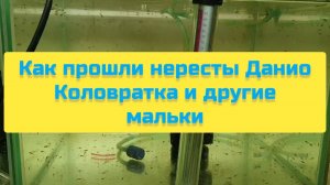 КАК ПРОШЛИ НЕРЕСТЫ ДАНИО КОЛОВРАТКА И ДРУГИЕ МАЛЬКИ