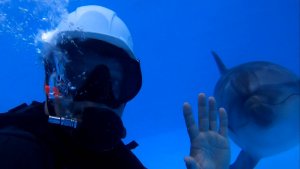 Погружение с дельфинами