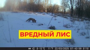 Вредный Лис