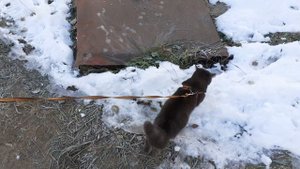 Тишка на прогулке.