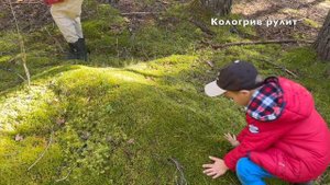 Кологривская селяночка