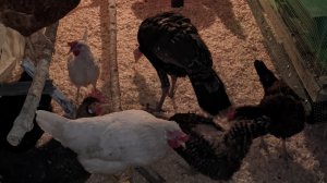 Обзор курятника √1 с помесными курами, брудерами, перепелами