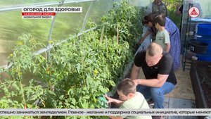 В Заполярье расцвёл «Огород для здоровья»! В Тазовском районе выращивают свежие овощи